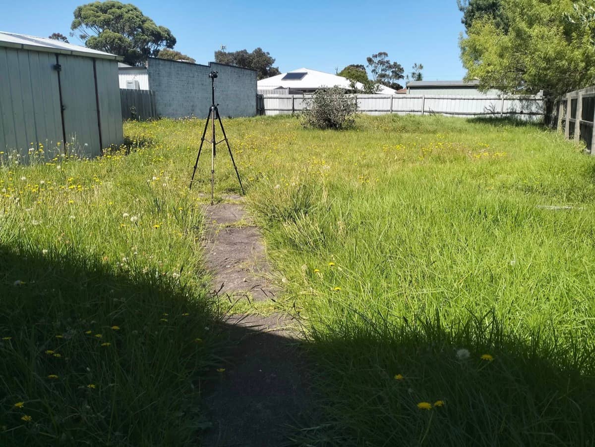 Lawn Recovery before — Beast Gardening