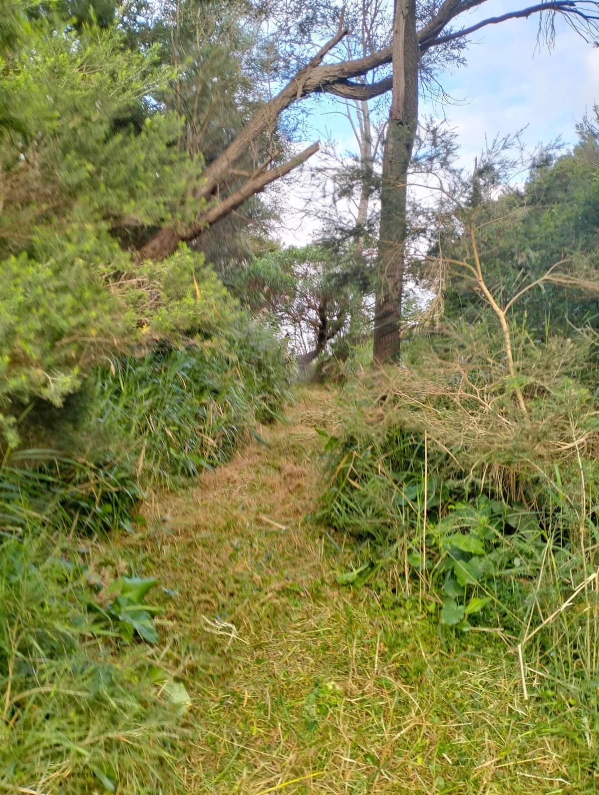 Bush Path Clearing — before