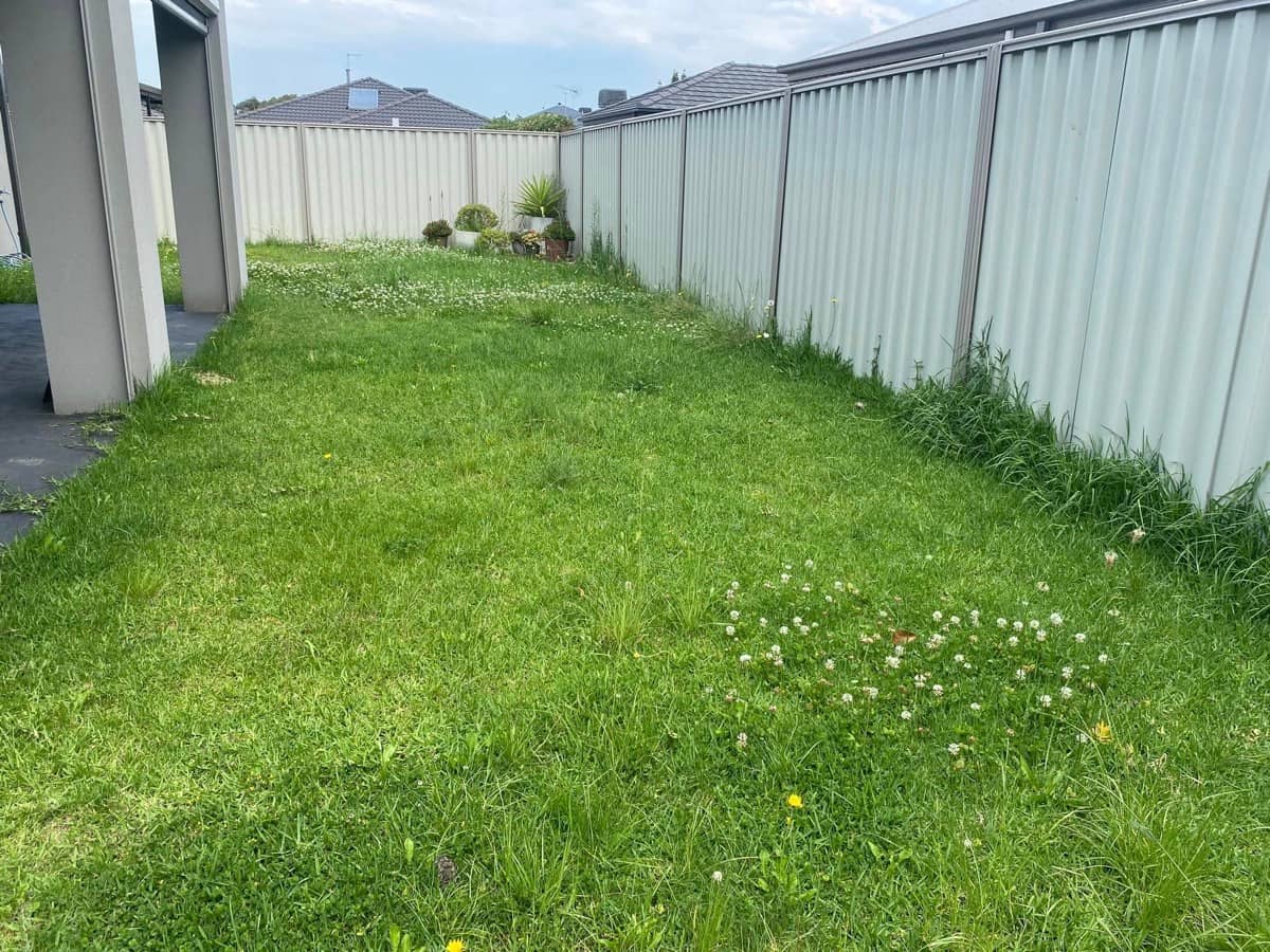 Side Yard Cleanup — before