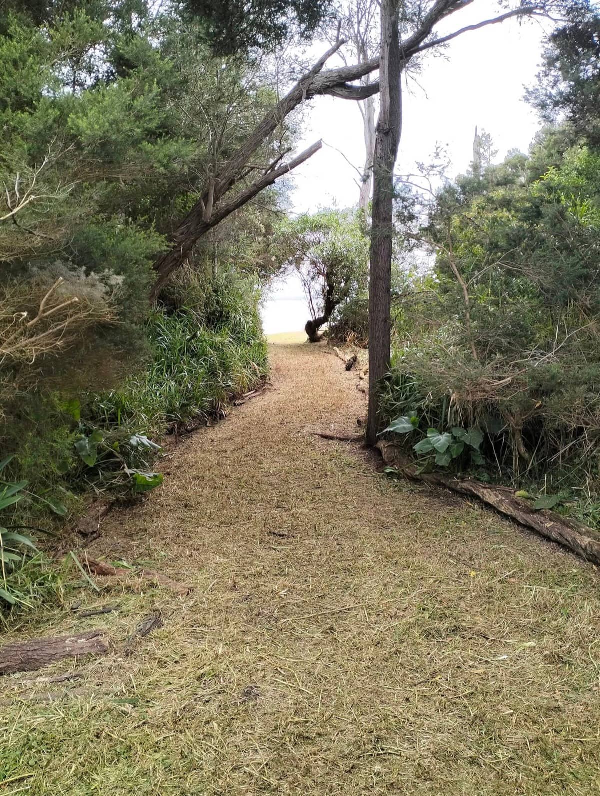 Green Waste Removal